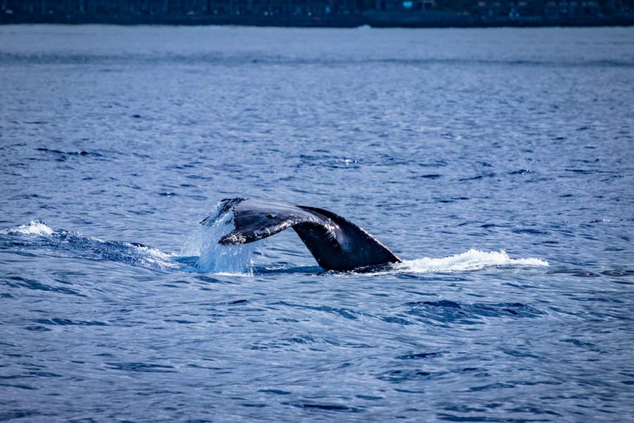 Humpback Whale dives underwater off the west coast of Maui where it is spending the winter 