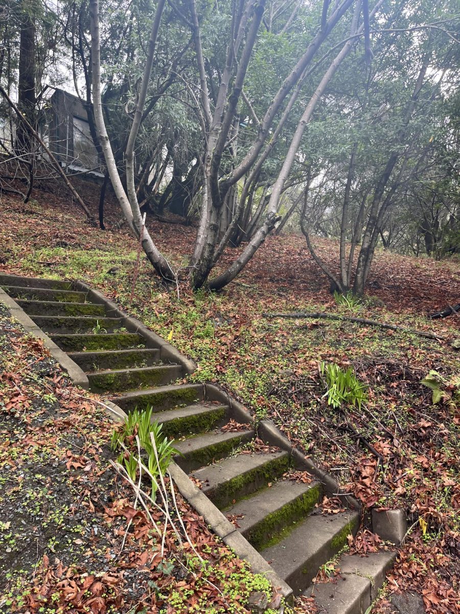 Secluded staircase in North Oakland.