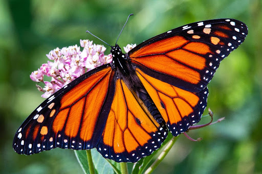 Proposals to Revise the Endangered Species Act Signal Uncertainty for Threatened Species